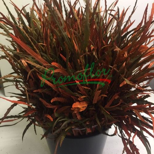 Grevillea Painted