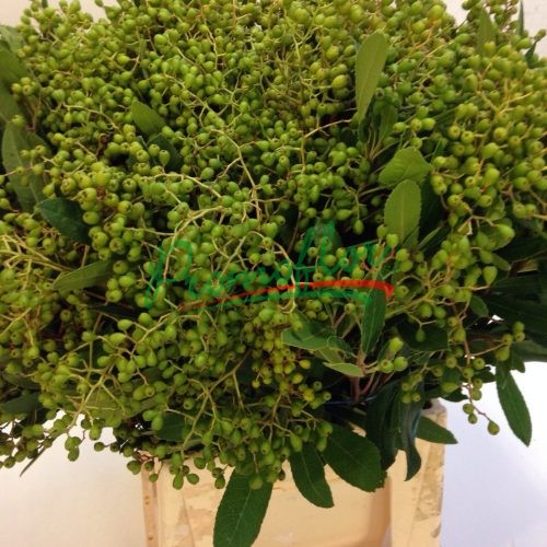 Ligustrum