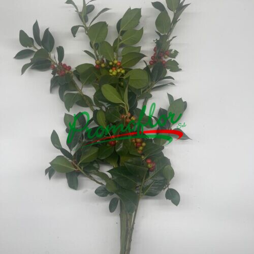 Ilex Aquifolium