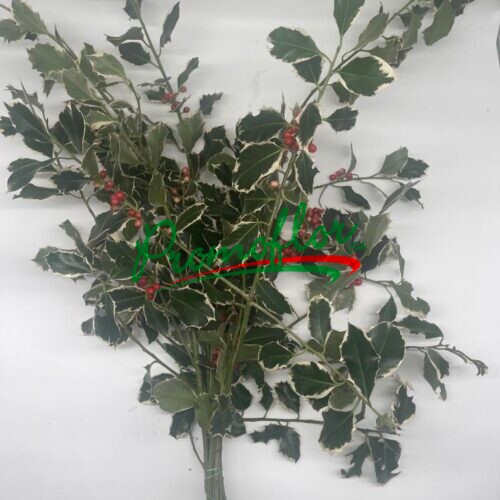 Ilex Aquifolium Variegated