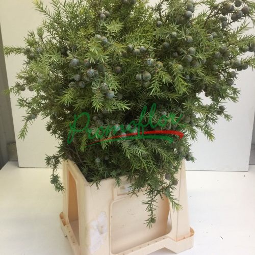 Juniperus