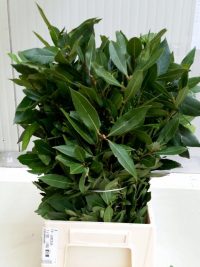 Laurus Nobilis