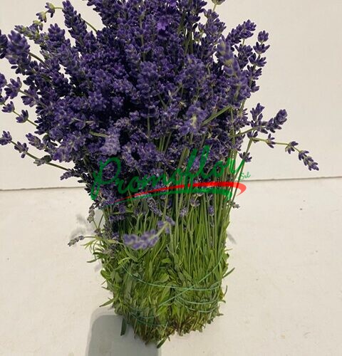 Lavandula Hidcote