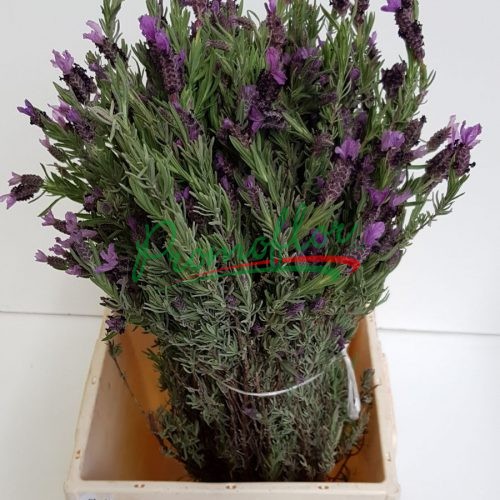 Lavandula Stoechas