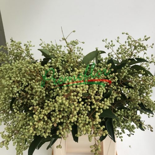 Ligustrum