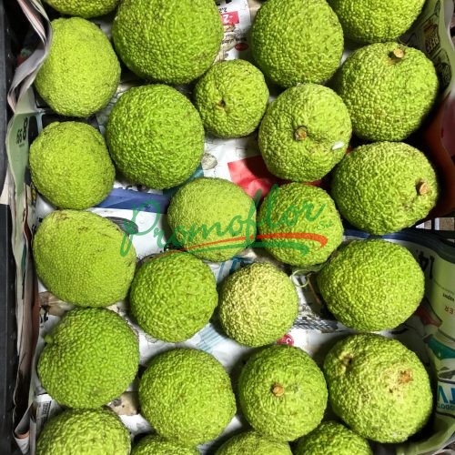 Maclura Pomifera