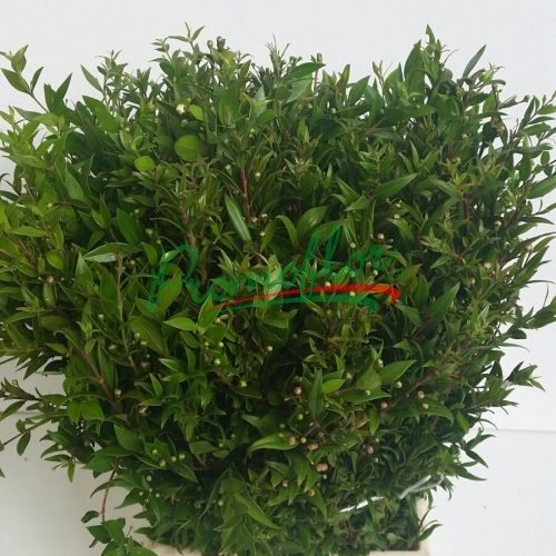 Myrtus