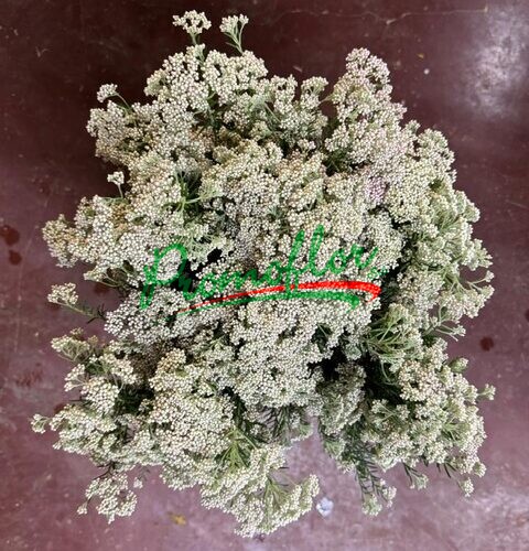 Ozothamnus Diosmifolius White