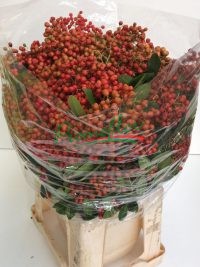 Photinia Heteromelis