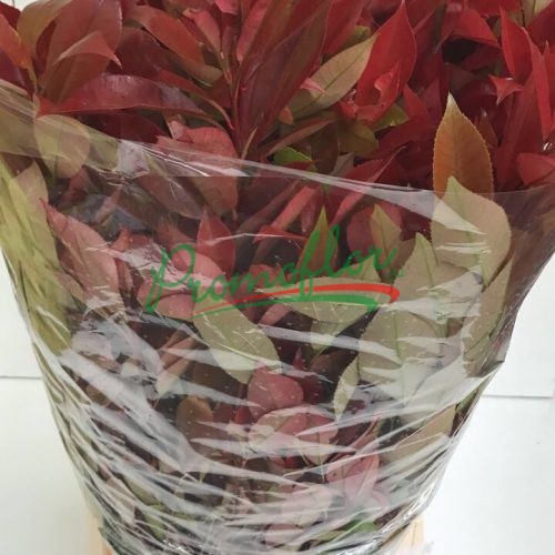 Photinia x fraseri 'Red Robin' (leaves)