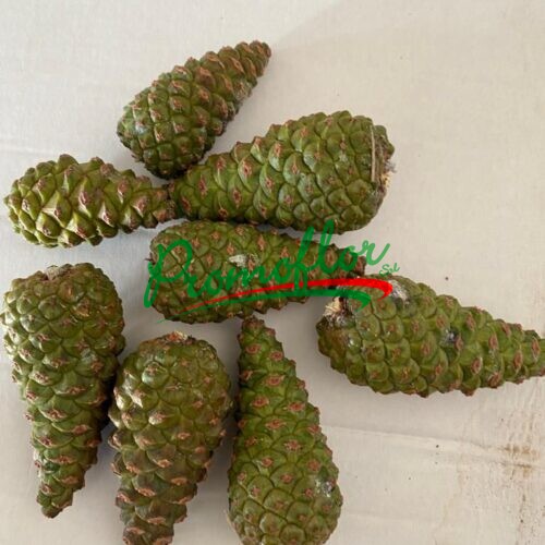 Pinus Pinaster (Marittimo) Cone