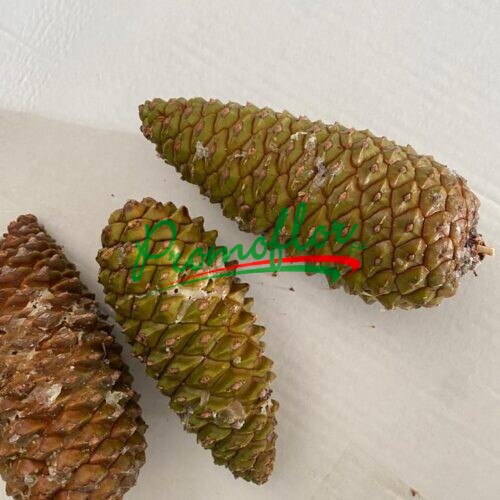 Pinus Strobus Cone