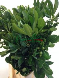 Pittosporum Tobira