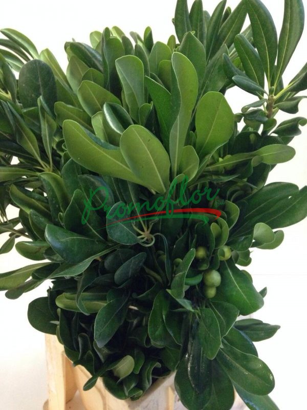 Pittosporum Tobira