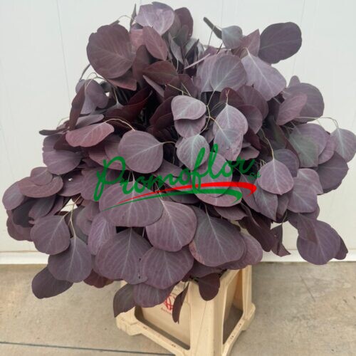 Eucalyptus Populus Red Absorbed
