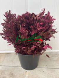 Quercus Ilex Painted