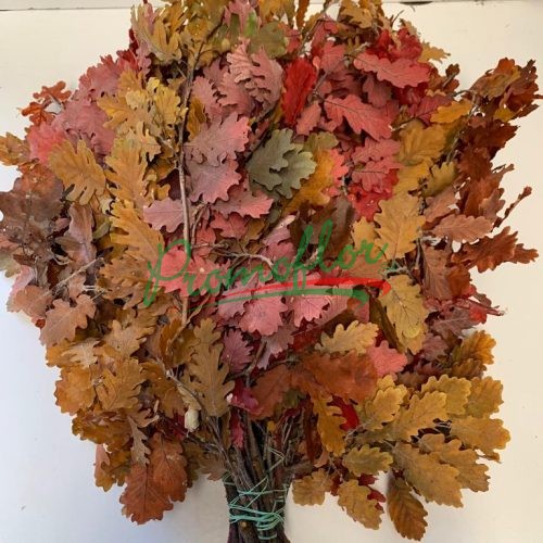 Quercus Autumn Preserved