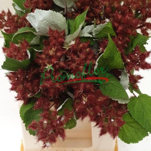 Rubus Phoenicolasius (Wineberry)