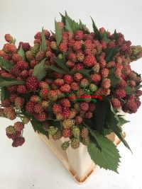 Rubus Ulmifolius (Red)