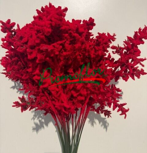 Ruscus Aculeatus Snow Red