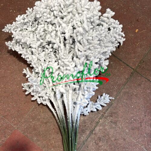 Ruscus Aculeatus Snow White