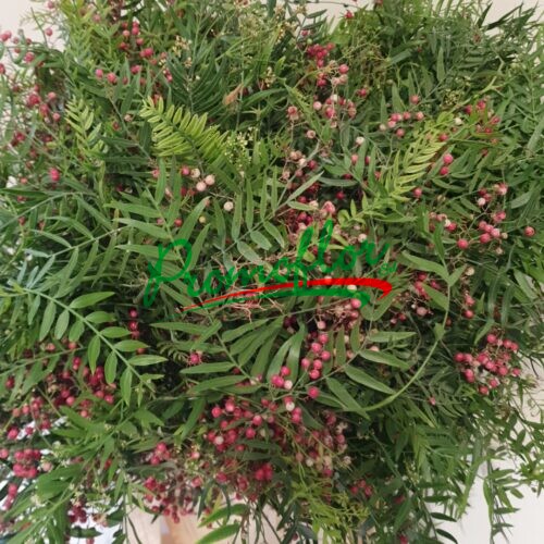 Schinus Molle