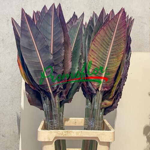 Strelitzia Leaves Red Absorbed