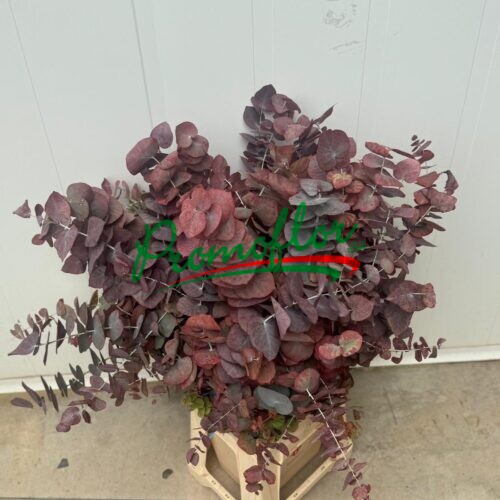 Eucalyptus Stuartiana Red Absorbed