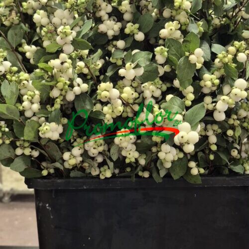 Symphoricarpos White