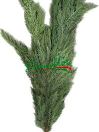 Thuja