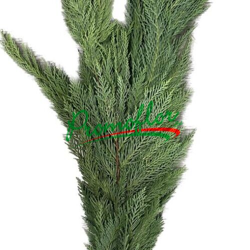 Thuja