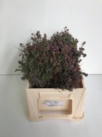Thymus