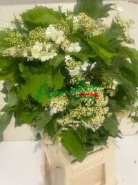 Viburnum Compactum Flower