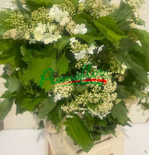 Viburnum Compactum Flower