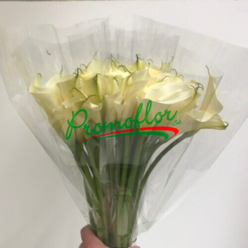 Zantedeschia Aethiopica