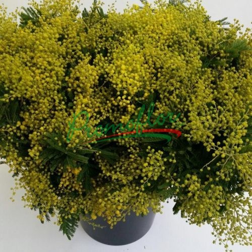 Acacia Dealbata Tournaire
