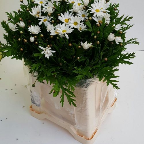 Leucanthemum vulgare