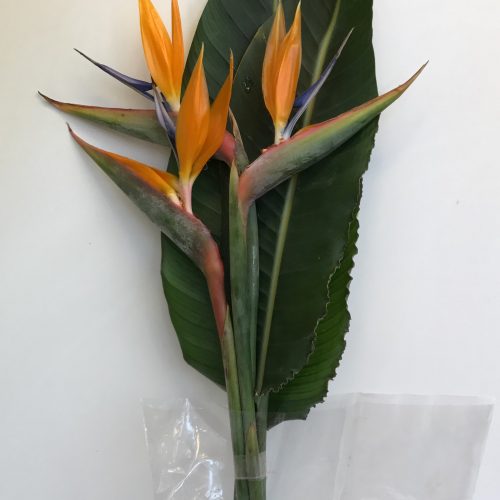 Strelitzia Reginae