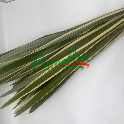 Phormium