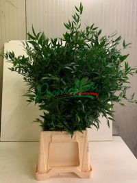 Ruscus Medium