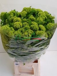 Viburnum Opulus