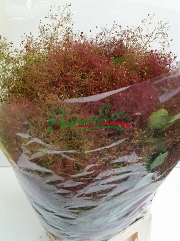 Cotinus Coggygria