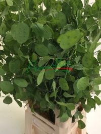 Lunaria