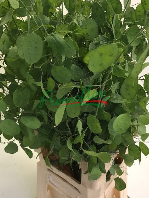 Lunaria