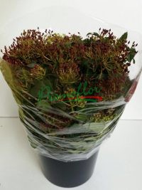 Viburnum Tinus (red)