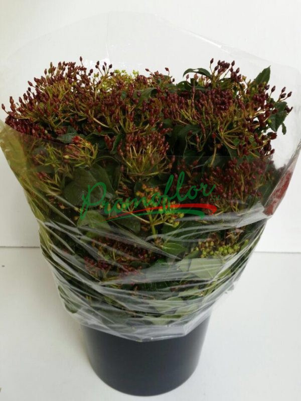 Viburnum Tinus (red)