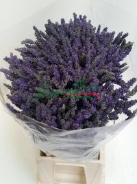 Lavandula
