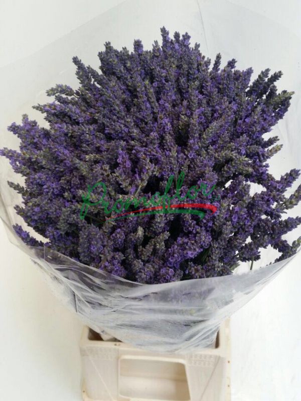 Lavandula