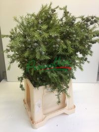 Juniperus