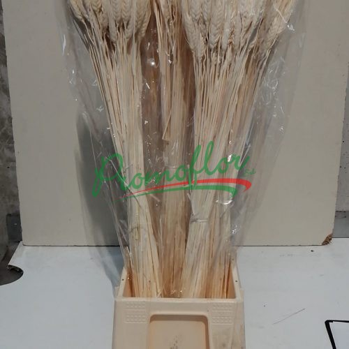 Bleached Triticum (Wheat)